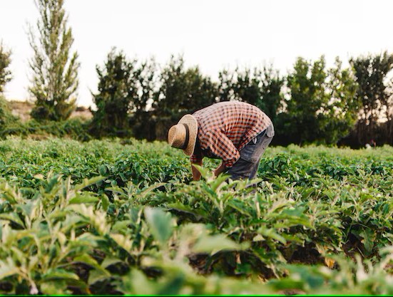 Vision of urban farming future
